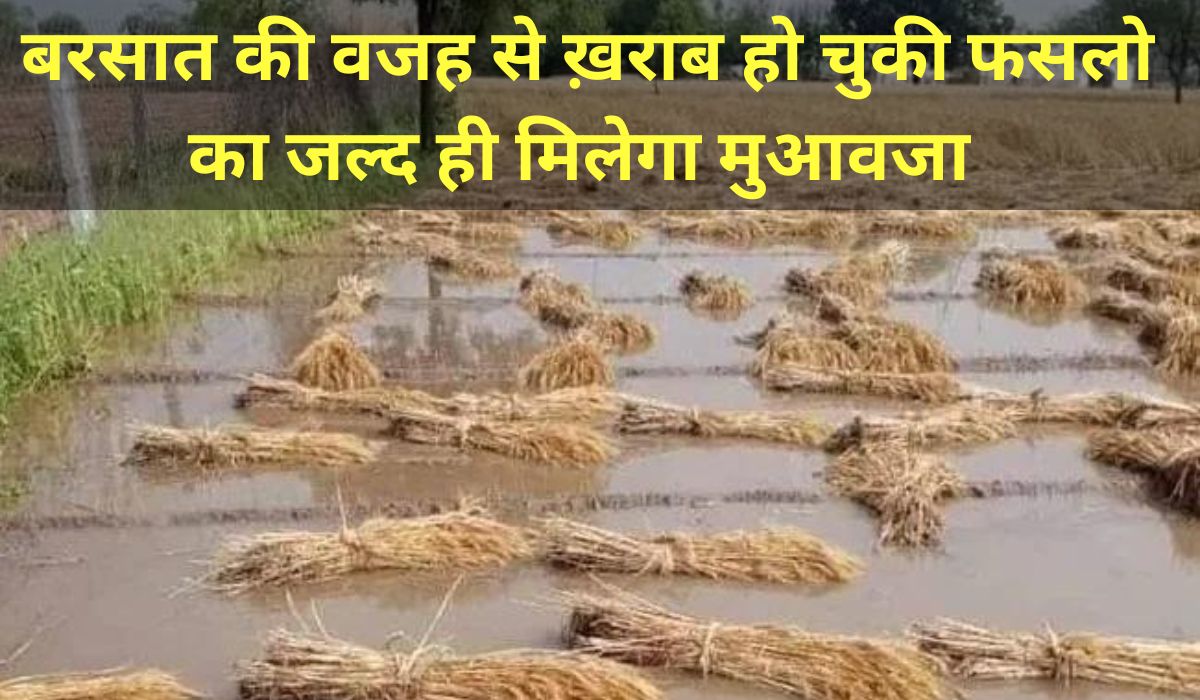 मोसम की चपेट में आये किसानो को मिलेगा मुआवजा, युपी सरकार ने फसल सर्वे के दिए निर्देश